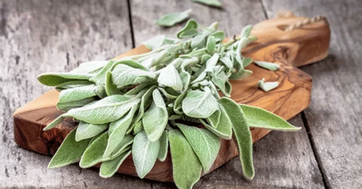 Szałwia — zdjęcie artykułu